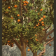 Illustration for article titled Orange